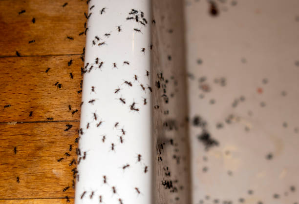 Pest Control Cost in Bull Run, VA
